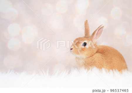 ウサギのスナップ 96537465