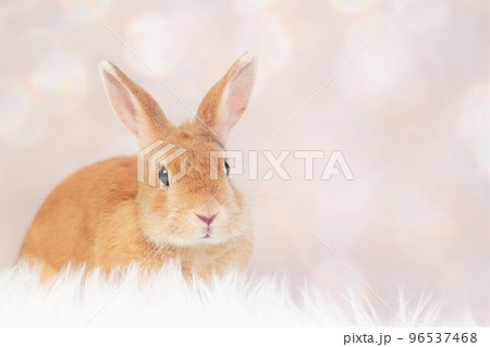 ウサギのスナップ ウサギのスナップ 96537468