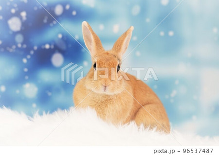 ウサギのスナップ 96537487