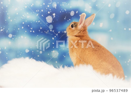 ウサギのスナップ ウサギのスナップ 96537489