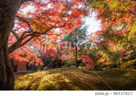 茨城県筑西市　最勝寺の紅葉 96537627