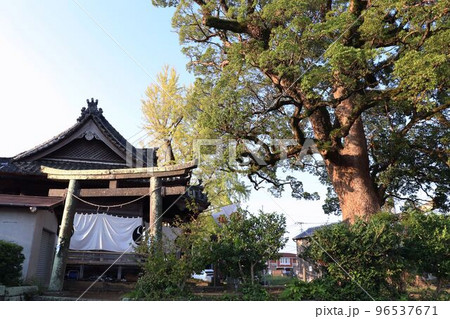 大分市　坂ノ市神社の本殿とクスノキ 96537671