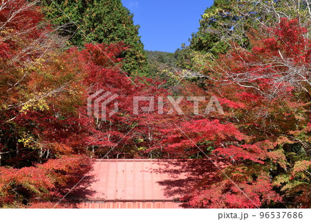 滑床渓谷 駐車場からの景観 紅葉 (愛媛県) 滑床渓谷 駐車場からの景観 紅葉 (愛媛県) 96537686