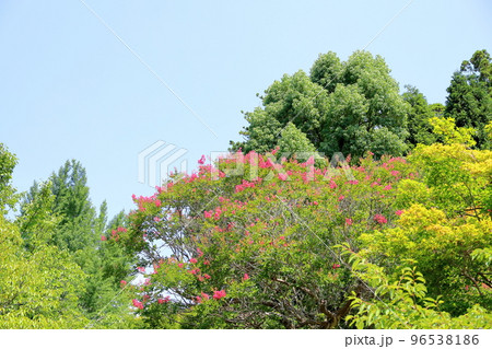 サルスベリの花 サルスベリの花 96538186