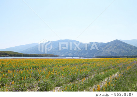 ルーピン畑と山の景色 96538387