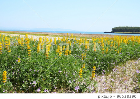 海岸沿いに咲く美しいルーピンの花 96538390