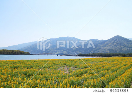ルーピンが咲く美しい海岸の風景 96538393