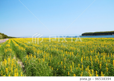 柏原海岸にどこまでも広がるルーピンの花 96538394