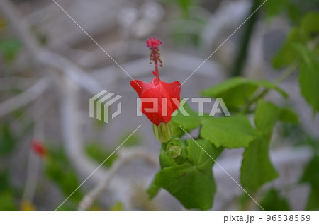 赤いヒメフヨウ 96538569