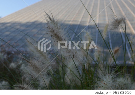 フェザートップ（ギンギツネ） 96538616