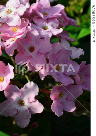 におい桜（ルクリア） 96539076