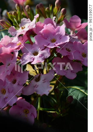 におい桜（ルクリア） 96539077