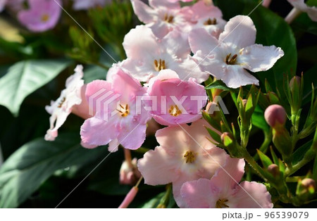 ピンク色の花。におい桜（ルクリア） 96539079