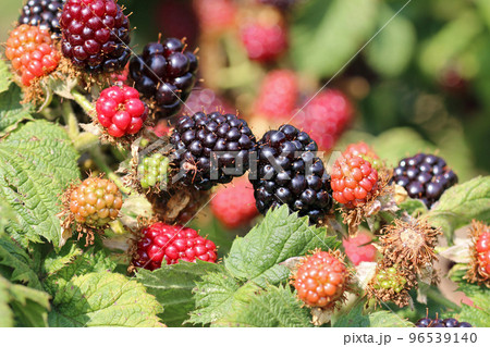 Cultivated ripe and unripe blackberry fruits in close up 96539140