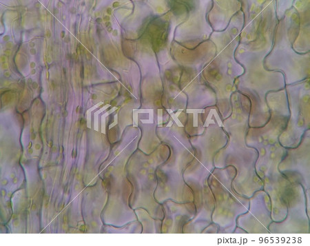 水中の植物の表皮 水中の植物の表皮 96539238
