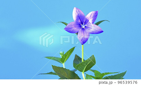 桔梗の花 　秋の七草のひとつ　16:9（ fix撮影 ） 96539576