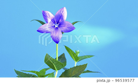 桔梗の花 秋の七草のひとつ 16:9( fix撮影 ) 桔梗の花 秋の七草のひとつ 16:9( fix撮影 ) 96539577