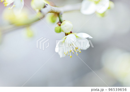 可憐な白い梅花 可憐な白い梅花 96539656