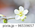 可憐な白い梅花 96539657