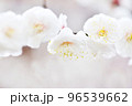 可憐な白い梅花 96539662