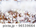 可憐な白い梅花 96539664