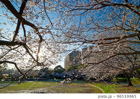 港北ニュータウン・山崎公園のサクラ 96539965