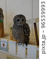 キョトンとするアカアシモリフクロウ 96539993