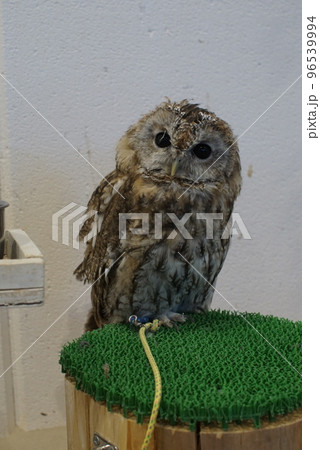 目がクリクリで可愛いフクロウ 96539994