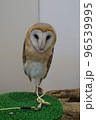 少し緊張しているメンフクロウ 96539995