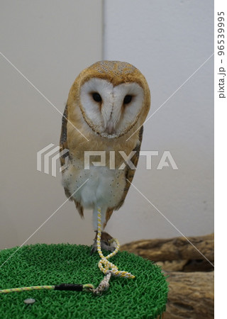 少し緊張しているメンフクロウ 96539995