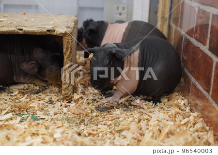 毛がなくてツルツルでかわいいスキニーギニアピック 96540003