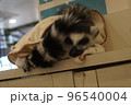 毛布にくるまって眠るワオキツネザル 96540004