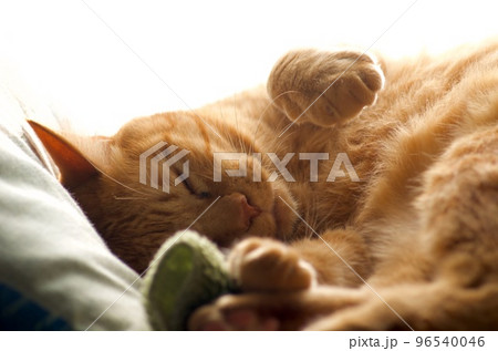 窓辺で寝むる茶寅の猫 96540046