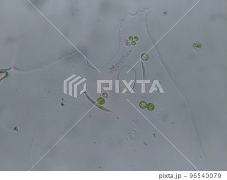 水中プランクトン 水中プランクトン 96540079