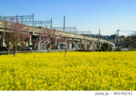 早朝の北ニュータウン・川和町の菜の花畑と横浜市営地下鉄グリーンライン 96540241