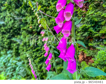 初夏の彩り、ジギタリスの花 96540461