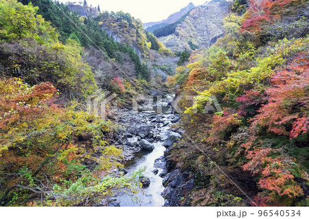 大血川橋から見る荒川の紅葉／埼玉県秩父市【秩父多摩甲斐国立公園】 96540534