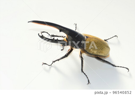 ヘラクレスオオカブトのヘラクレスヘラクレス 白背景 ヘラクレスオオカブトのヘラクレスヘラクレス 白背景 96540852
