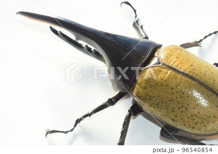 ヘラクレスオオカブトのヘラクレスヘラクレス 白背景 ヘラクレスオオカブトのヘラクレスヘラクレス 白背景 96540854