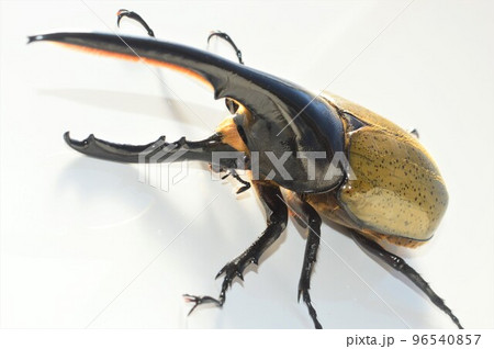 ヘラクレスオオカブトのヘラクレスヘラクレス　白背景 96540857