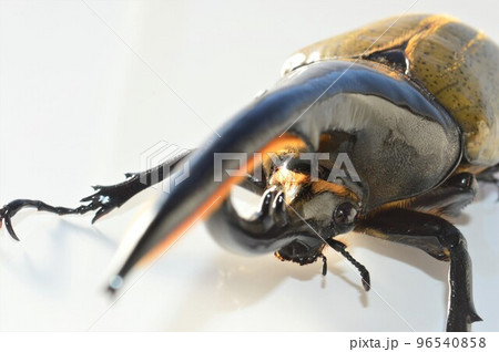 ヘラクレスオオカブトのヘラクレスヘラクレス 白背景 ヘラクレスオオカブトのヘラクレスヘラクレス 白背景 96540858