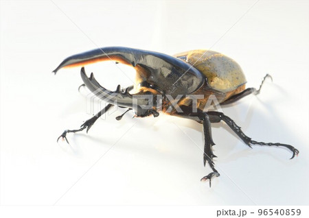 ヘラクレスオオカブトのヘラクレスヘラクレス　白背景 96540859