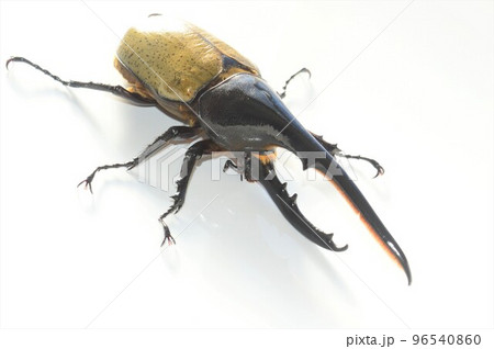 ヘラクレスオオカブトのヘラクレスヘラクレス　白背景 96540860