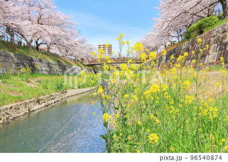 山崎川　桜 96540874
