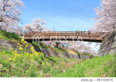 山崎川 桜 山崎川 桜 96540876
