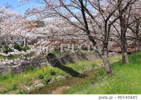 山崎川　桜 96540885
