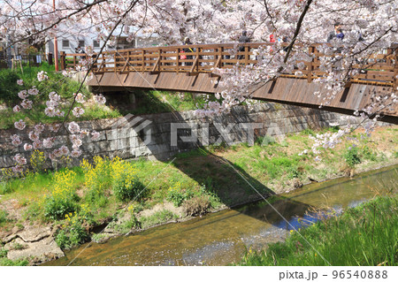 Yamazaki River Sakura Stock Photo 96540888 PIXTA