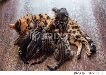 Bengal cat feeds her little kittens with breast 96541137