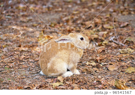 【大久野島のうさぎ (うさぎの島】 広島県竹原市忠海町 96541567