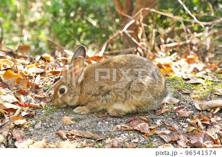 【大久野島のうさぎ (うさぎの島】 広島県竹原市忠海町 96541574